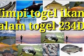 Mimpi Dapat Ikan Mas Besar Togel